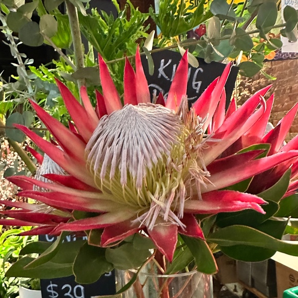 Meet your Posher, Wendy - Picture 1 of 1